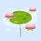 Water lily in pond. River plant. Green leaves on water. Nature of swamp, scenery of lake.
