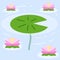 Water lily in pond. River plant. Green leaves on water. Nature of swamp, scenery of lake.