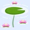 Water lily in pond. River plant. Green leaves on water. Nature of swamp, scenery of lake.