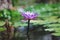 Water lily in a pond. Wallpaper. Macro.