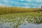 Water Lily Pool of Yarkon National Park - pond full of yellow water lilies (Nuphar lutea)