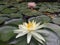 Water lily in private lake