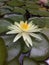 Water lily in private lake