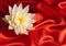 Water lily on red satin