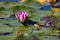 Water Lily Serenity: A Frog\\\'s Gaze