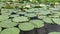 Water lily on Snagov Lake in Romania