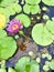 Water lilyNymphaeaceae lotus flower and bee beautiful blooming.