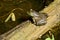 Water-Logged Bullfrog