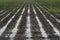 Water logged furrows in the field