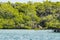 Water, mangrove & a pelican on a branch