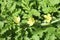 Water melon flowers