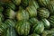 Water Melons at Market, Moulay Idriss Zerhoun, Morocco