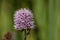 Water mint mentha aquatica