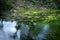 Water in moat full of waterweed and algae in Tokyo