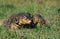 WATER MONITOR ADULT LIZARD varanus salvator WALKING ON GRASS