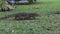 The water monitor or bengal monitor walking slow motion on grass at park public and living in areas close to water Asia Bangkok Th