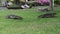 The water monitor or bengal monitor walking slow motion on grass at park public and living in areas close to water Asia Bangkok Th