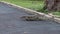 The water monitor or bengal monitor walking slow motion on grass at park public and living in areas close to water Asia Bangkok Th