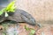 Water monitor lizard on concrete bank of canal