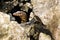 Water monitor lizard in the stone, Varanus salvator, Thailand.