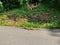 Water monitor lizard sunbathing at nature park