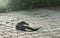 Water monitor lizard or Varanus salvator walking on footpath in park