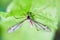 Water mosquito on a leaf