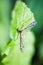 Water mosquito on a leaf