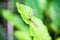 Water mosquito on a leaf