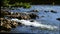 Water moving swiftly over rocks with overhanging branch on Catawba River in South Carolina, USA