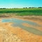 Water and mud at dry cracked clay in corner of wheat field. Dusty ground.