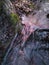 Water murmurs over the roots of a nearby tree that stretches beneath a shallow forest stream