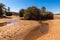 Water in the oasis, Sahara desert