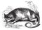 Water Opossum or Chironectes minimus vintage engraving