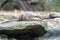 Water otter resting on a rock to dry off