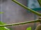 Water on papaya leaves after the raining