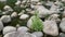 Water passing over stones in Sturgeon Creek, Winnipeg, Manitoba, Canada