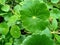 Water Pennywort or Hydrocotyle verticillata plant with leaves round shape and dark green in the garden