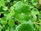 Water Pennywort or Hydrocotyle verticillata plant with leaves round shape and dark green in the garden