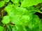 Water Pennywort or Hydrocotyle verticillata plant with leaves round shape and dark green in the garden witth the water from rain i