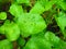 Water Pennywort or Hydrocotyle verticillata plant with leaves round shape and dark green in the garden witth the water from rain i