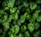 Water pennywort. The leaves are fresh green. The edges are serrated, shallow and wide. The top surface is smooth and glossy. Has