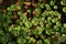 Water Pennywort, perennial aquatic weed