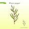 Water pepper persicaria hydropiper , or smartweed. knotweed, medicinal plant