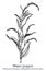 Water pepper. Vector hand drawn plant. Vintage medicinal plant sketch.
