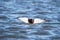 Water pheasant in flight