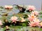 Water pheasant and lotus flower