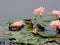Water pheasant and lotus flower
