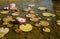 Water pink lillies floating in a pond