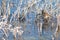 Water pipit Anthus spinoletta on a frozen lagoon.